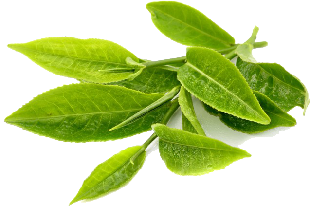 Image of green tea leaves that supply Enerza endurance drink mix with L-Theanine 