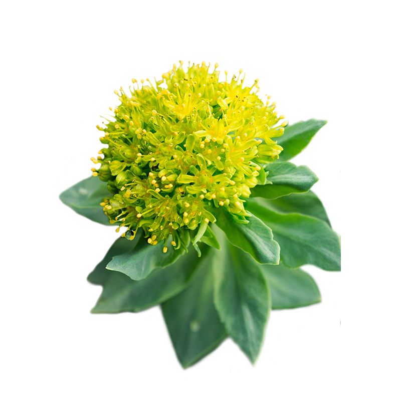 A Rhodiola rosea plant which is another key ingredient in Enerza performance drink mix used as a mental performance enhancer.